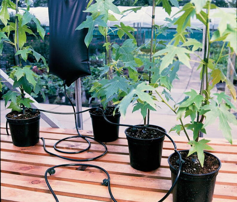 Bevattning i växthus