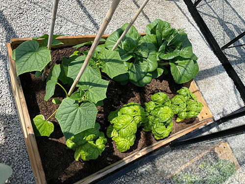 Är det en fördel när du har växthus att odla i pallkrage?