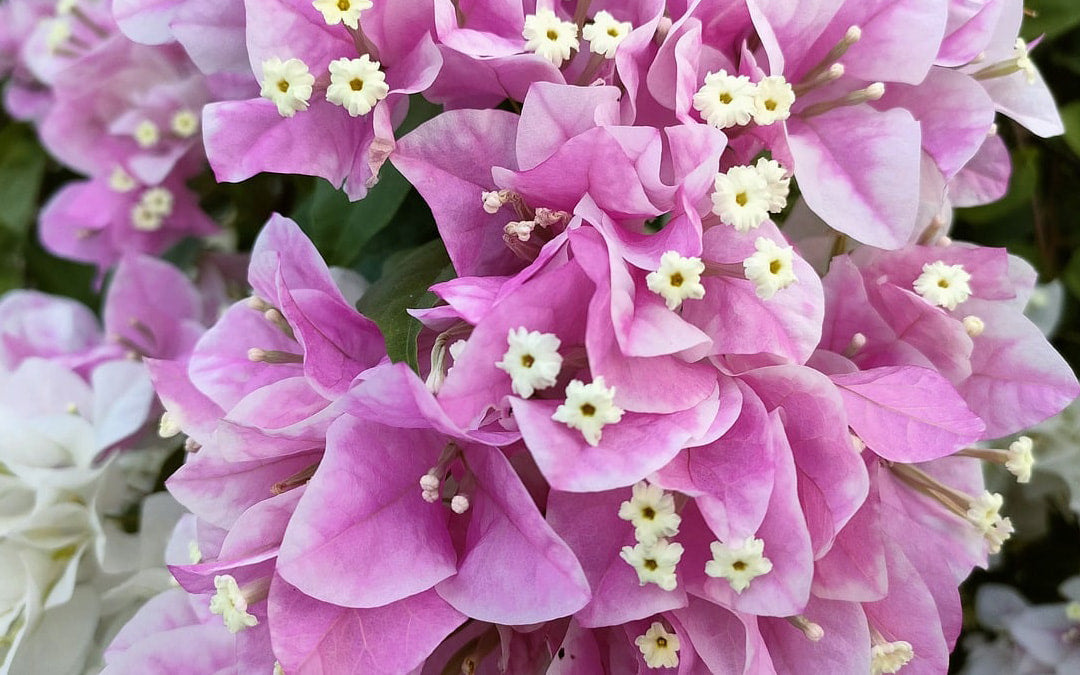 Växthusblommor: Skapa en färgsprakande oas