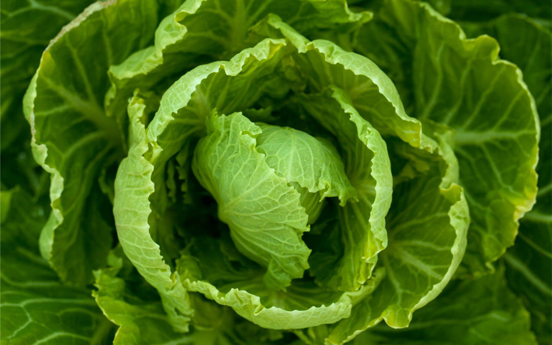 Odla växter och kryddor som är antiinflammatoriska