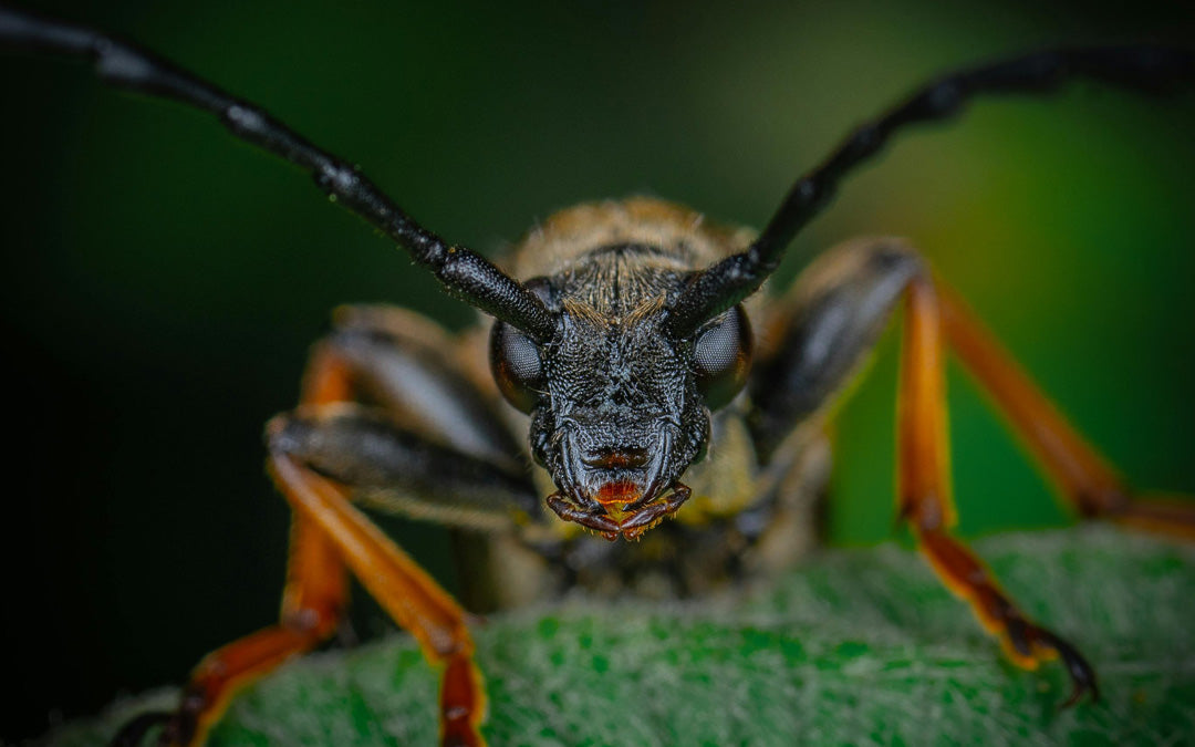 Skadedjur i växthus – Hur du skyddar dina växter